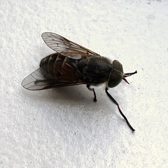 Hybomitra bimaculata