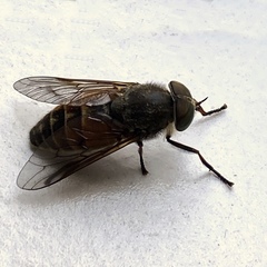 Hybomitra bimaculata