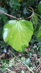Hedera colchica