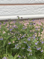 Symphytum caucasicum