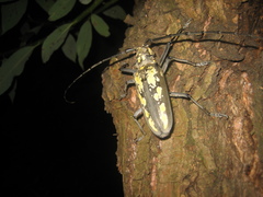 Batocera lineolata