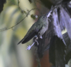 Phaeochroa