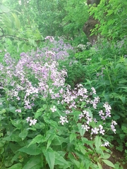 Hesperis matronalis