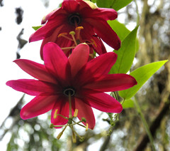 Passiflora antioquiensis