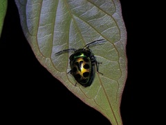 Chrysocoris dilaticollis