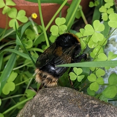 Bombus terrestris