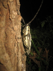 Batocera lineolata