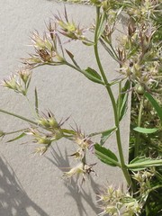 Nepeta parviflora