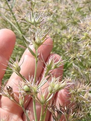 Nepeta parviflora