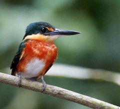American Pygmy Kingfisher photo 2