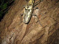 Batocera lineolata