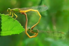 Ceriagrion coromandelianum