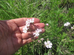 Silene linnaeana