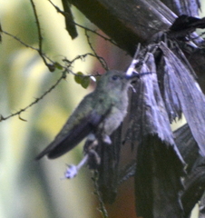 Phaeochroa