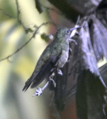 Phaeochroa