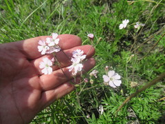 Silene linnaeana