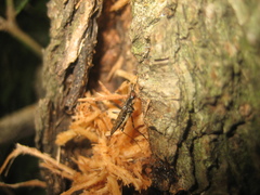 Stypocladius appendiculatus