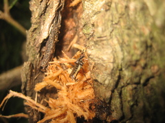 Stypocladius appendiculatus