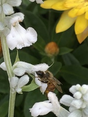 Apis mellifera