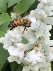 Apis mellifera