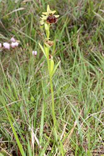 Ophrys sphegodes image