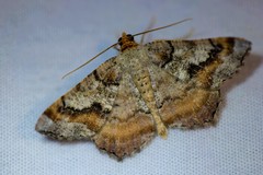 Macaria distribuaria