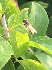 Syrphidae