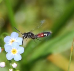 Sapyga quinquepunctata