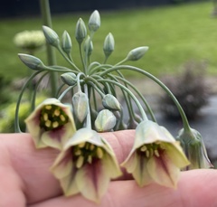 Allium siculum
