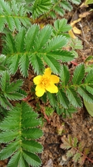 Argentina anserina