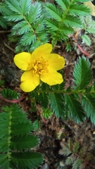 Argentina anserina
