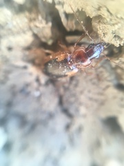 Tanystoma maculicolle