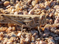 Schistocerca gregaria flaviventris