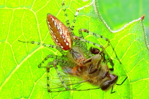 Peucetia flava