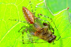 Peucetia flava