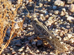 Schistocerca gregaria flaviventris