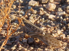 Schistocerca gregaria flaviventris