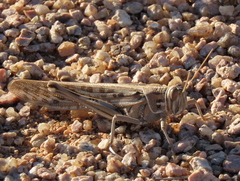 Schistocerca gregaria flaviventris