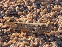 Schistocerca gregaria flaviventris