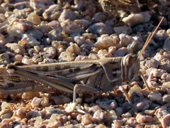 Schistocerca gregaria flaviventris