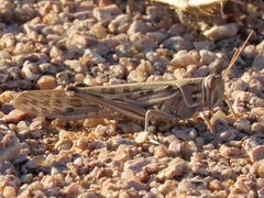 Schistocerca gregaria flaviventris