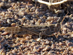 Schistocerca gregaria flaviventris