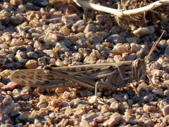 Schistocerca gregaria flaviventris