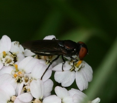 Chrysogaster