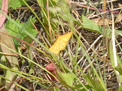 Idaea aureolaria