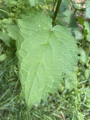 Urtica dioica