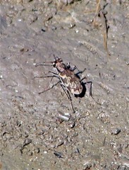 Cylindera apiata
