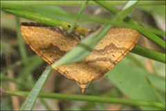 Chrysolarentia correlata