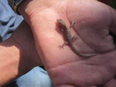 Phyllodactylus gerrhopygus