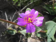 Cistanthe paniculata